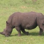 Rhinocéros d'Emmanuel Ier