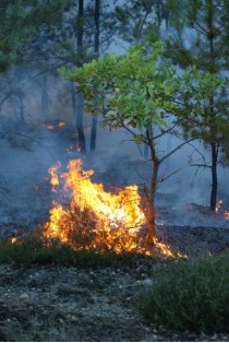 Incendies