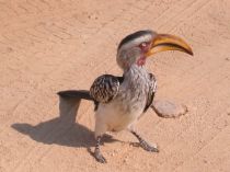 Ornithologie